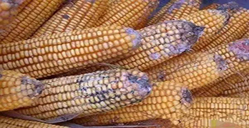 食品易發(fā)霉嗎？你可以這樣做！